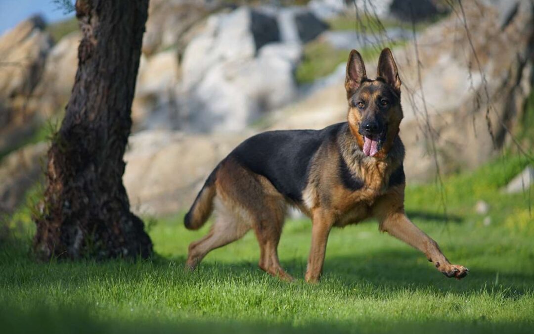How Army Dogs Help Catch Kidnappers in Pakistan