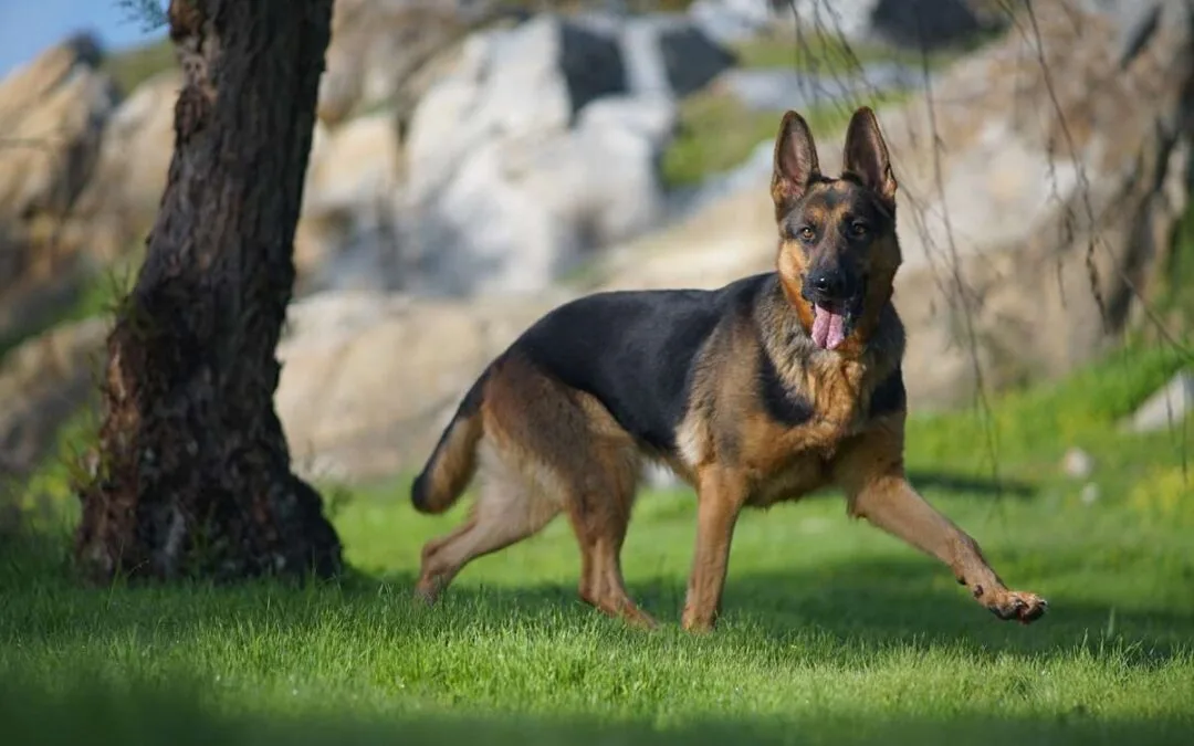 How Dogs Help Catch Kidnappers in Pakistan