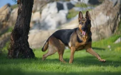 How Dogs Help Catch Kidnappers in Pakistan