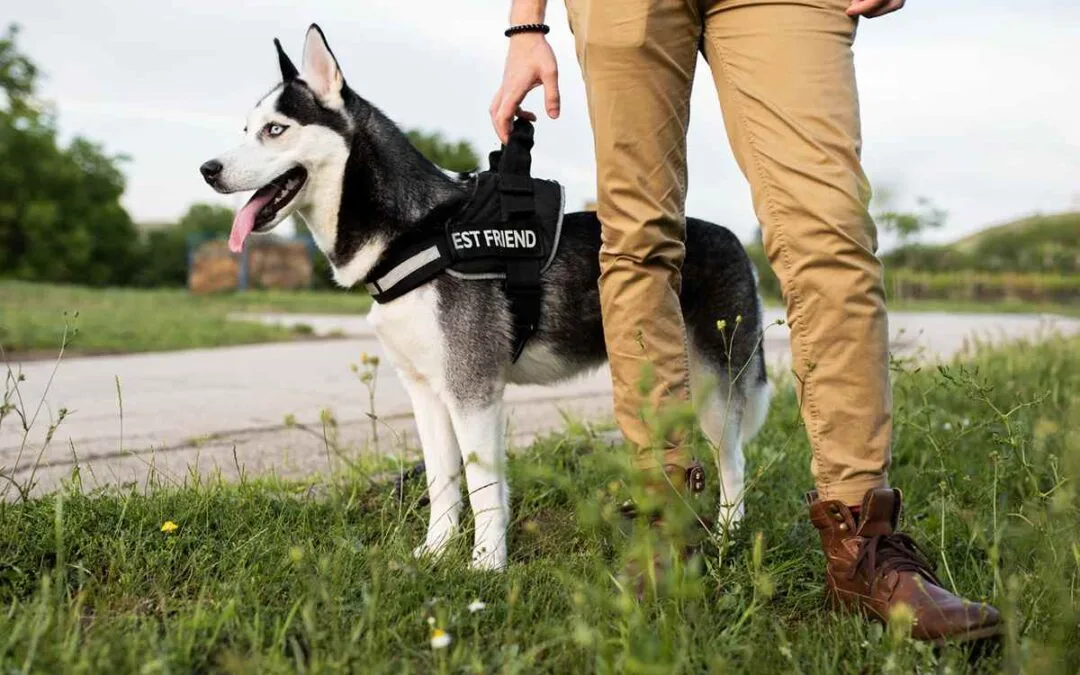 Trained guard dog standing alert for home protection in Pakistan