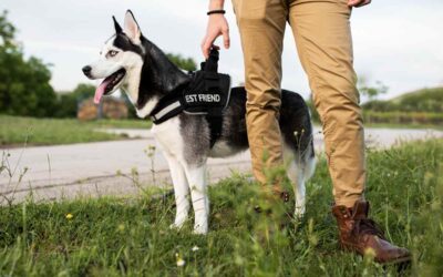 Which Dogs Best Protect Homes in Pakistan?