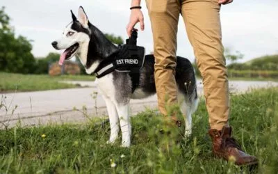 Which Dogs Best Protect Homes in Pakistan?